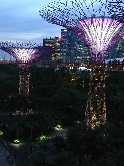Beginnende Dämmerung, die Supertrees mit ihrer Erscheinung sind ein genialer Blickfang, um die sich in halber Höhe ein Skywalk schlängelt, der nochmals tolle Ausblicke verspricht.