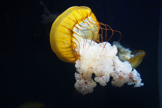 Gigantisch große Quallen...