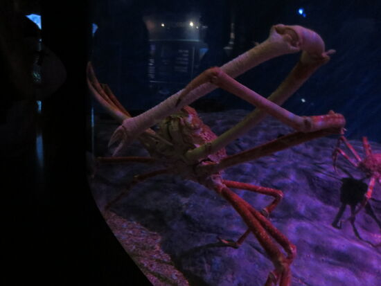 Spannweite ca. 1m...