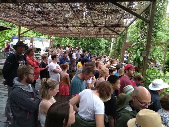 Und hier die vllt  150 Affen vor der Plattform.