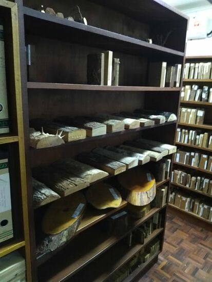 In der Holzbibliothek