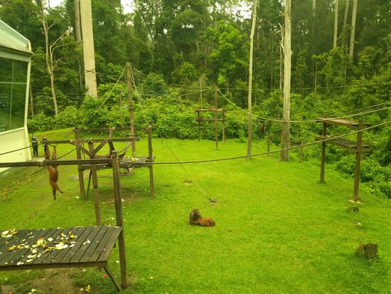 Im Affenkindergarten