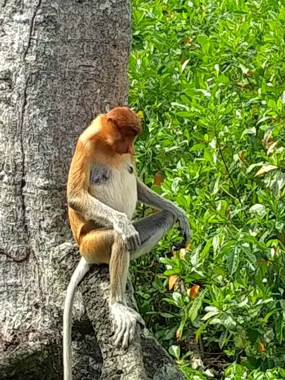 Die Weibchen haben keine so stark ausgeprägten  Nasen