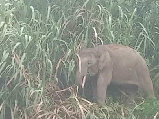 Sieht aus wie ein Jungtier, aber das täuscht wohl. Die werden hier nicht größer.