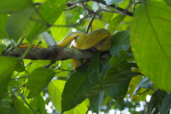 Die Banane snake, einen halben Meter über uns.