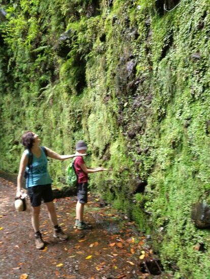 Eine Felswand mit Farn bewachsen, an dem das Wasser runterlief.  Zuhause überlege ich gerade, wie man wandgebundene Fassadenbegrünung baut...