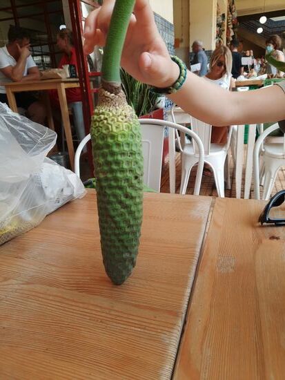 Das ist unsere neue Weihnachtsdeko für Weihnachten 2021.  OK, nur passend für einen großen Weihanchtsbaum - nein, nein, das ist die Frucht vom Philodendron.. Lecker, schmeckt irgendwie nach Ananas. Und es wird dann essbar, wenn die Schale von alleine abplatzt und das geht Schritt für Schritt. NIcht im Kühlschrank aufbewahren. Ein seltsames Teil.