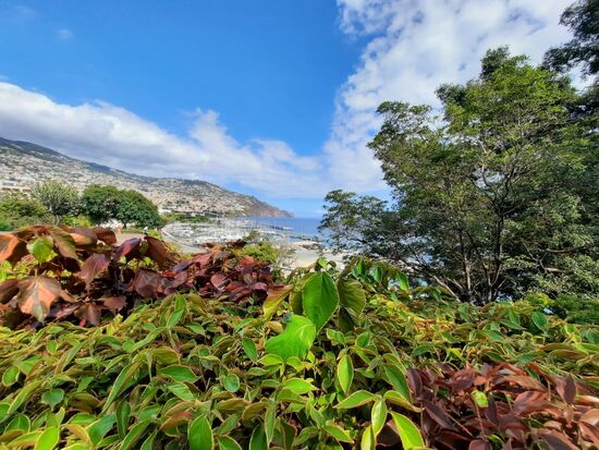 Blick aus einer Parkanlage auf Funchal