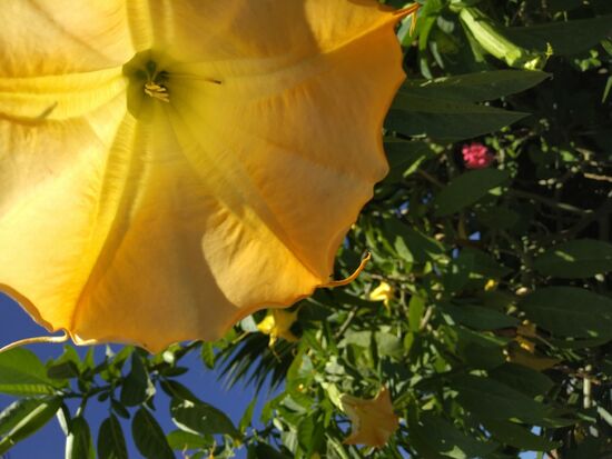 Ein wundervoller Trompetenbaum.