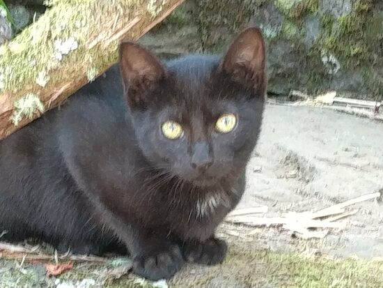 An der Rasttätte nach 1,2 km bzw. 1,2 km vorm Ende der Tour wartete diese kleine fast völlig schwarze Miez.
