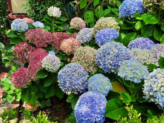 Auf dem Weg zum Rosarium.