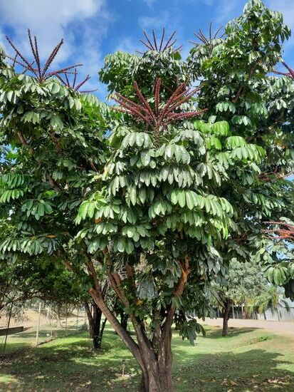 Unterwegs...ein prachtvoller unbekannter Baum.