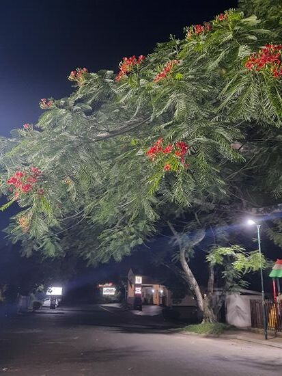 ein Prachtexemplar von Baum...