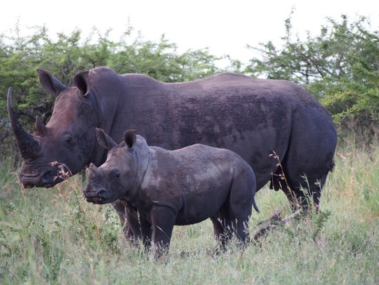 nur wenige Meter vin uns entfernt...einfach zum Knuddeln