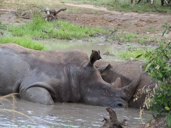 Nasornkuscheln im Schlammbad