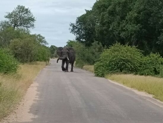 Dieser Herr stellt sich mit ziemlich aggressivem Gehabe in den Weg, so dass kurzfristig mal der Rückwärtsgang eingelegt wurde, bis er seitlich verschwand