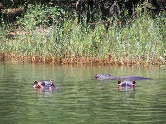 Da sind die Hippos, unscheinbar und doch gefährlich.