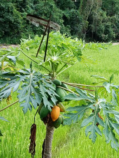 Die eine ruft "Pflück mich!"