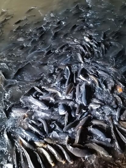 Davor gibt es Fischfutter...und hier die Empfänger, äußerst verfressene Fische