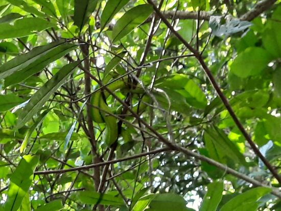 Simone hat zwar Angst vor Schlangen, aber die musste unbedingt mit aufs Bild und in den Bericht....seht Ihr sie?