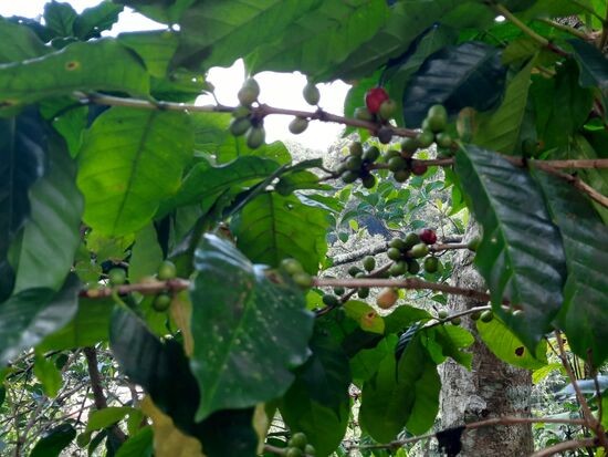 Statt Mohn wird nun seit etlichen Jahren Kaffee angebaut. Roh schmecken die Beeren nichtssagend, nur leicht kaffeeähnlich,