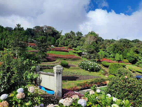 die Hänge mit Blumen, die es sonst in Thailand nicht gibt.