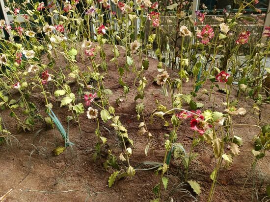 Hier ist der sogenannte Schlafmohn.