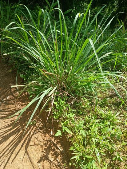 So unscheinbar und doch so kräftig im Geschmack - Zitronengras.