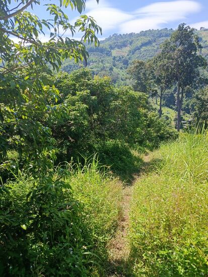 ein traumhaft schöner Weg.