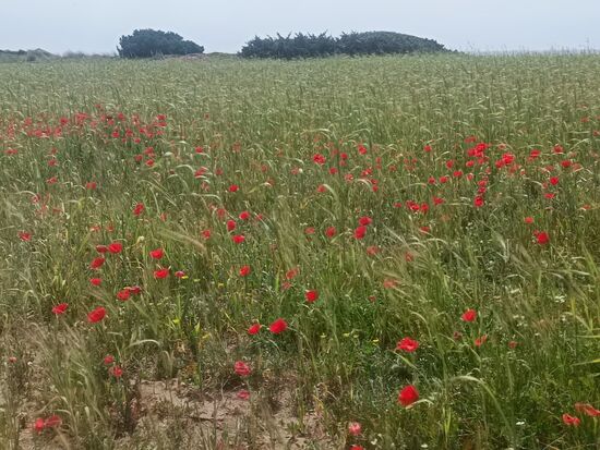 Wir haben dan den Weg über die Felder genommen, hier blüht schon der Mohn.