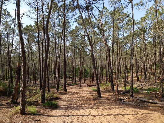 Zwischendurch ein Waldstück....die Etappe 3 ist extrem abwechslungsreich.