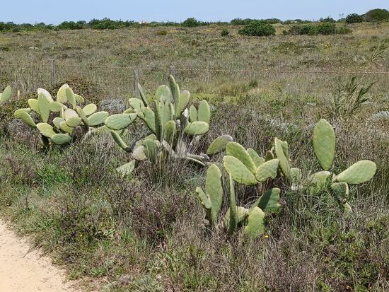Auch die Kaktusfeigen haben in Portugal Einzug gehalten...