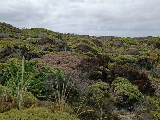 Dieses üppige Grün jetzt im Frühjahr, am kann sich daran nicht satt sehen