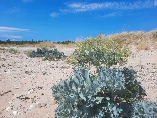 VER-KOHLT.
Dem Aussehen nach hätte man prima einen Salat daraus machen können,