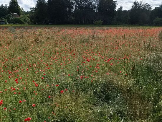 Unterwegs ein wunderschönes Mohnfeld....abe der Mohn hat inzwischen auch nicht einfach...er wird gejagt...siehe nächstes Bild.