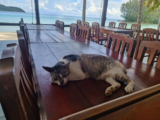 Ob die Katze auch schon russisch gelernt hat?