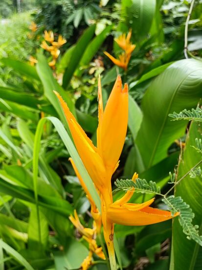 Am Straßenrand...und zu Hause geben wir uns so viel Mühe, damit das überhaupt gedeiht.