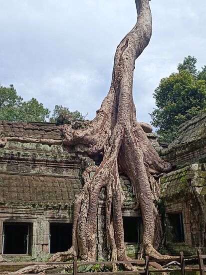 Unglaublich. Unfassbar, wie die Wurzeln das Gebäude quasi erwürgen.