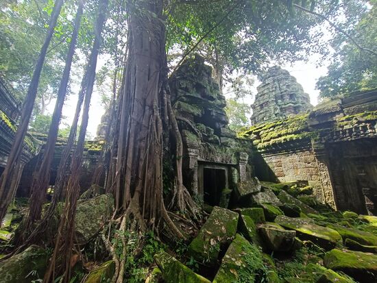 Einiges von Ta Phrom wird restauriert, einiges bewusst der Natur überlassen.