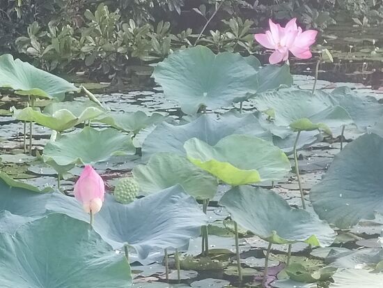 aber die Seerosen waren wirklich schön...