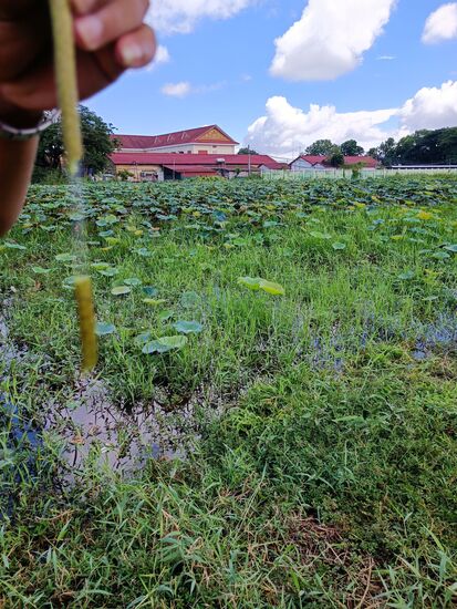 Nächste Station, eine Lotus-Plantage. Von der Pflanze wird einfach alles verwendet. Die hier sichtbaren ganz zarten Fäden sind die Grundlage für Lotus-Seide...schwindelerregend teuer.