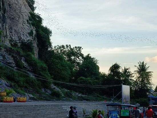 Die Fledermäuse der bat cave verlassen zu vielen Tausenden die Höhle...ein beeindruckendes Schauspiel, dass wir schon kennen...von Mulu. Sehenswert. Ringsherum gibt es vielen Essenstände, Tisch und Stühle...es wird jeden Tag zelebriert.