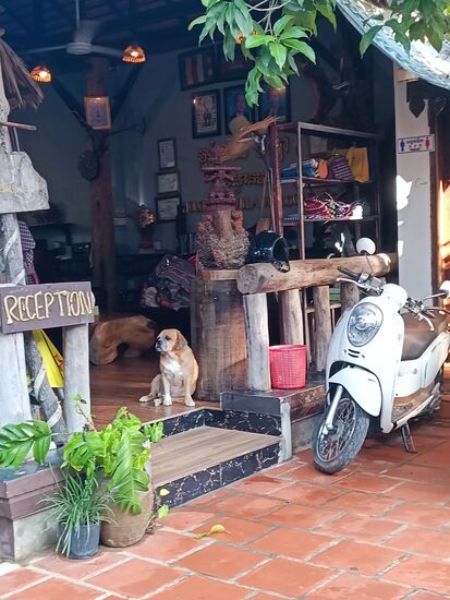 Selbst der Haushund hat uns verabschiedet. Das Hotel war in Battambang sicher eine der besseren Erfahrungen.