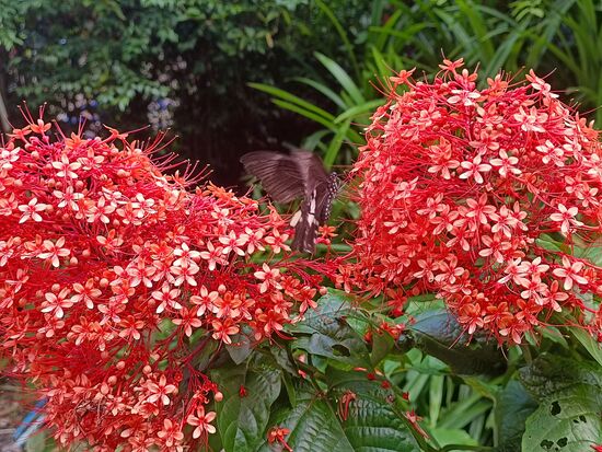 unterwegs...gleich mit Schmetterlings-Deko.