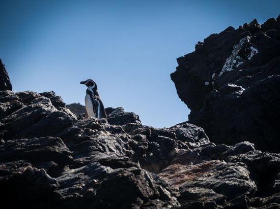 Humboldt Pinguin - Isla Damas