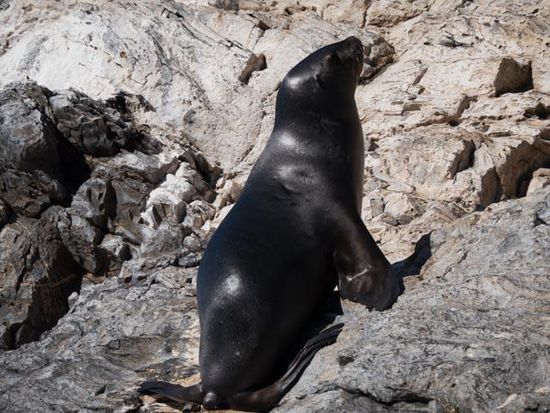 Seelöwe beim klettern - Isla Damas