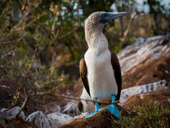 Bluefooted Booby North Seymour
