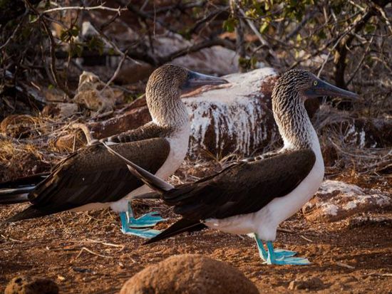 Bluefooted Booby North Seymou