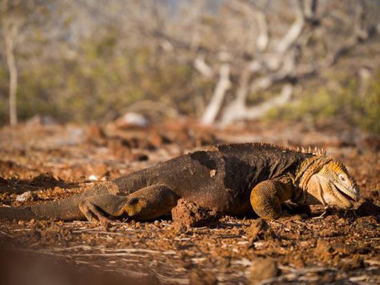 Land Iguana auf North Seymou