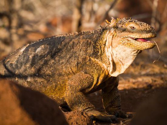 Land Iguana North Seymou